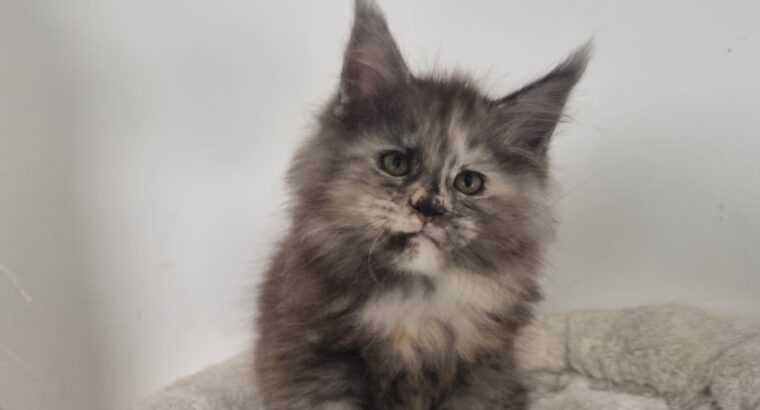 Žensko mače Maine Coon-a