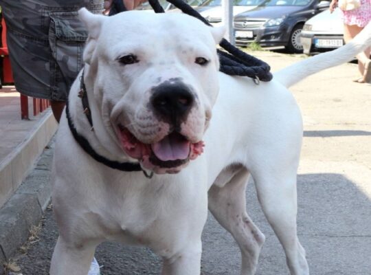 Dogo argentino za parenje