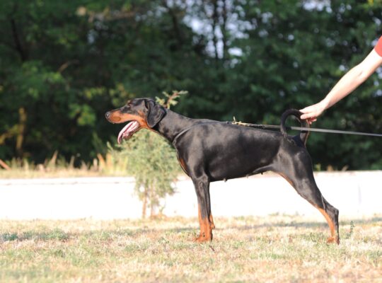 Prodajem štence dobermana