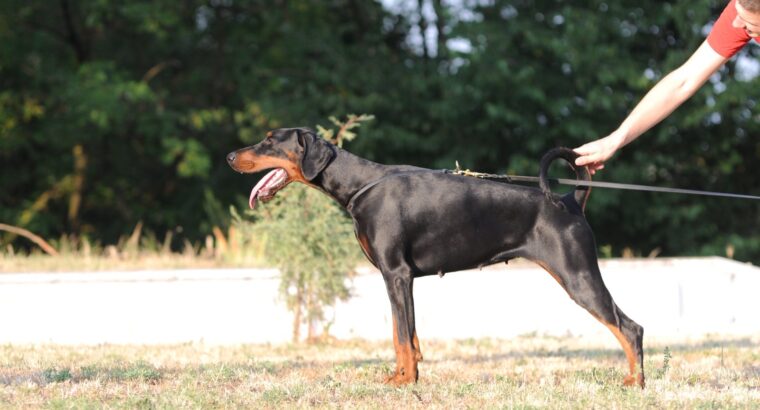 Prodajem štence dobermana