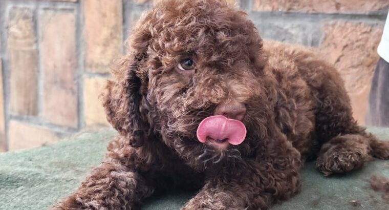 Štenad Lagotto romagnolo