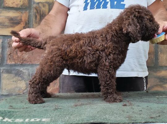 Štenad Lagotto romagnolo
