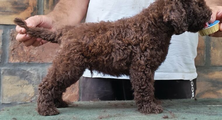 Štenad Lagotto romagnolo