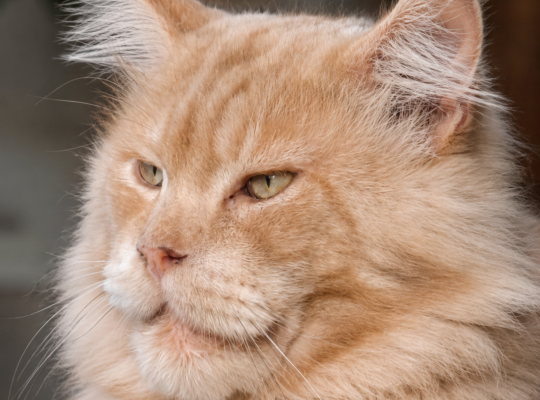 Žensko mače Maine Coon-a