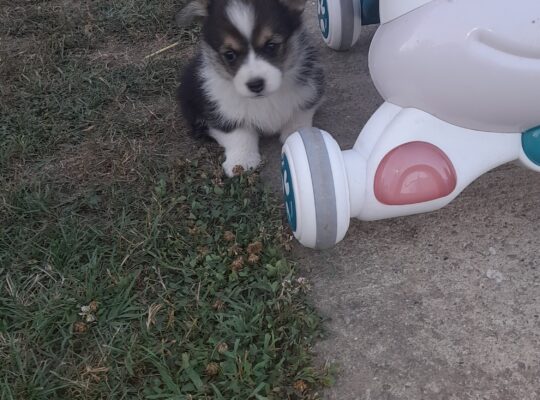 Štenci korgija za rezervaciju