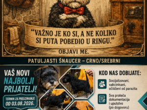 Šnaucer štenci