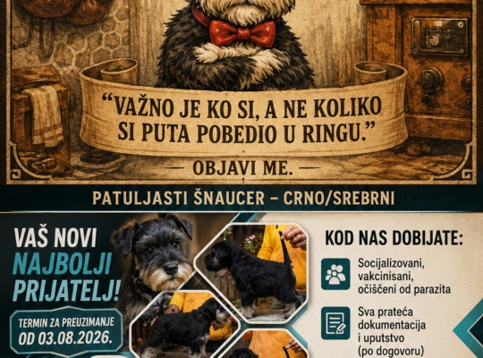 Šnaucer štenci