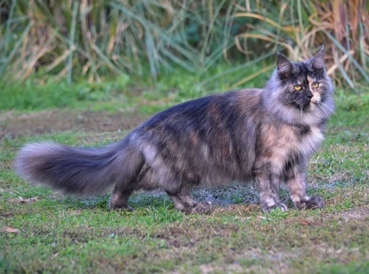 Žensko mače Maine Coon-a