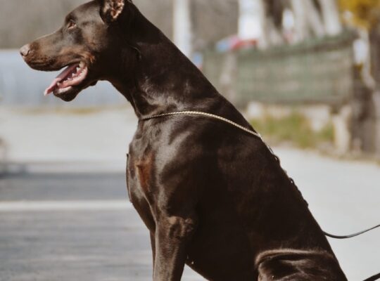 Prodajem štence dobermana