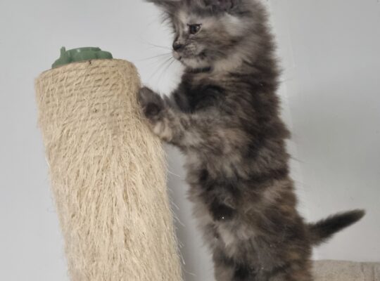 Žensko mače Maine Coon-a