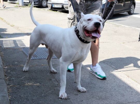 Dogo argentino za parenje
