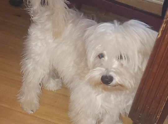 Dečak,maltezer mama a tata Toy crvena pudla