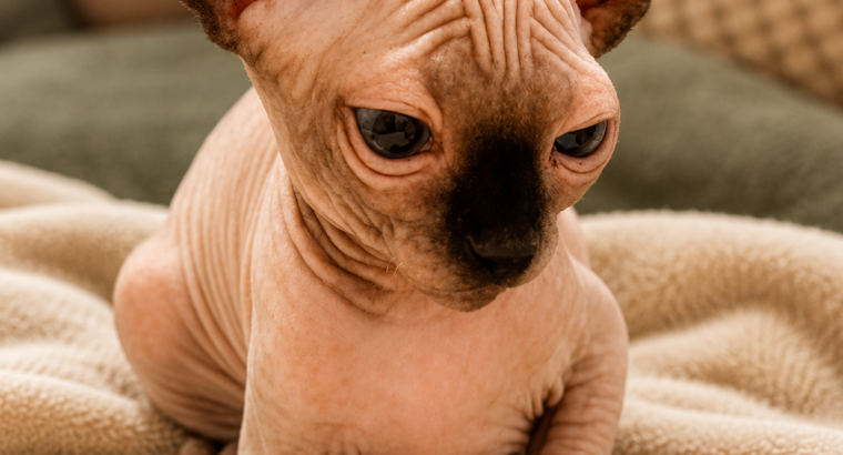 Umiljato sphynx