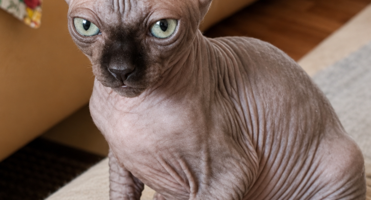 Umiljato sphynx