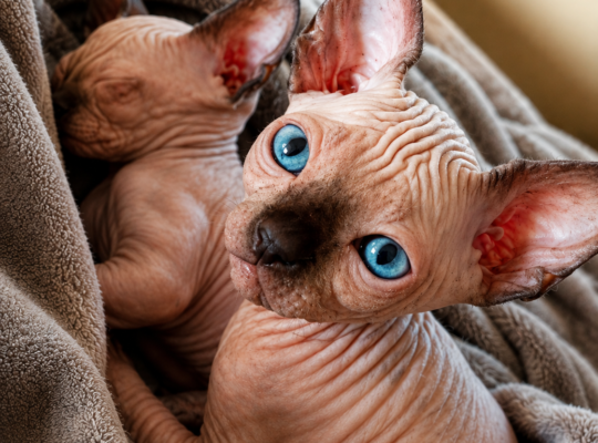 Umiljato sphynx