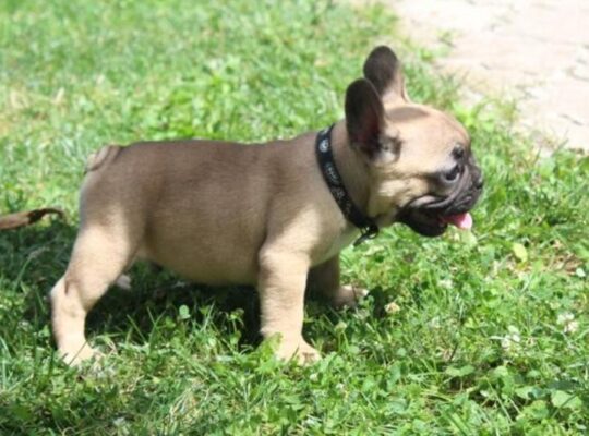Francuski Buldog štenci