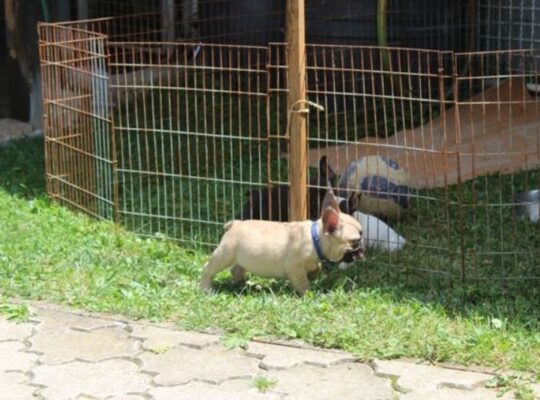 Francuski Buldog štenci