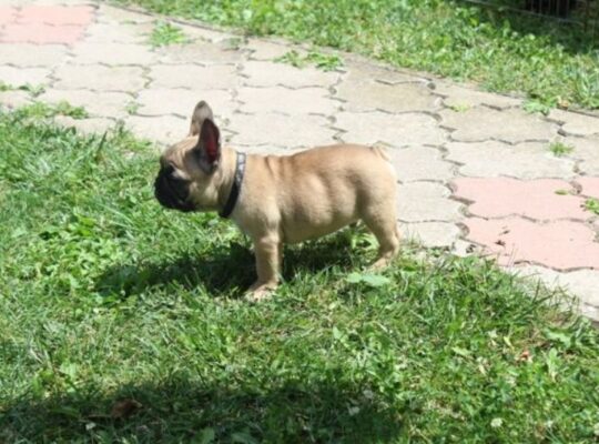 Francuski Buldog štenci