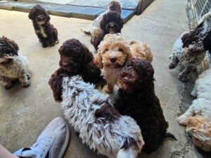 Lagotto Romagnolo, kvalitetni štenci