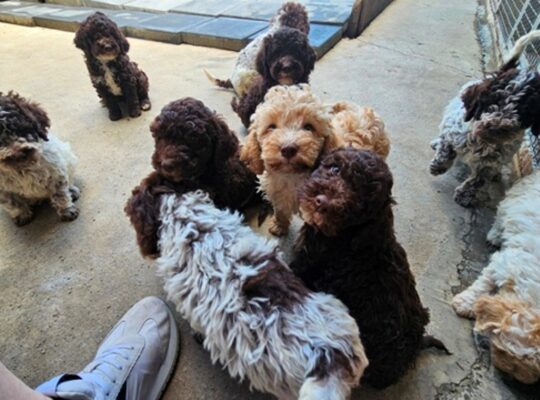 Lagotto Romagnolo, kvalitetni štenci