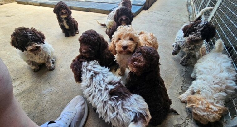 Lagotto Romagnolo, kvalitetni štenci