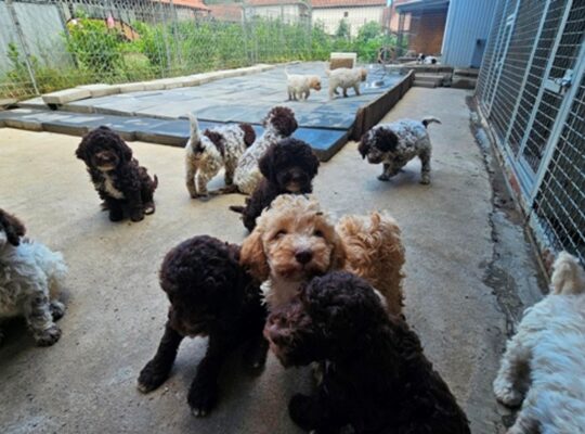 Lagotto Romagnolo, kvalitetni štenci