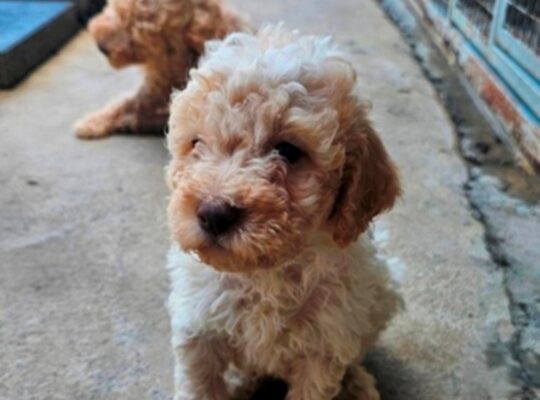 Lagotto Romagnolo, kvalitetni štenci