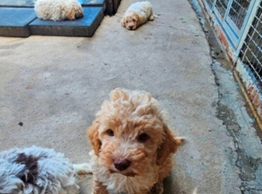 Lagotto Romagnolo, kvalitetni štenci