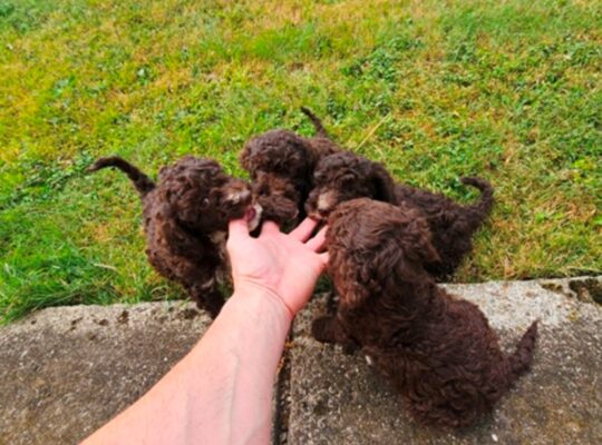 Lagotto Romagnolo, kvalitetni štenci