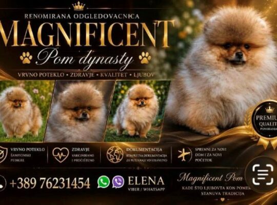 Pomeranci, ekskluzivni štenci brazilske krvne linije