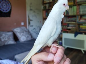 Rucno hranjeni papagaji Nimfe