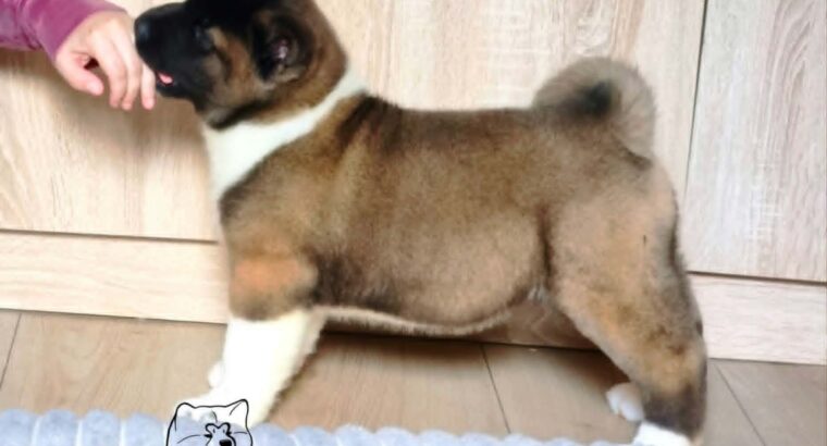 Američka akita, štenad