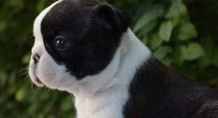 Prelepi štenci BOSTON terijera