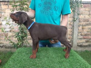 Doberman 