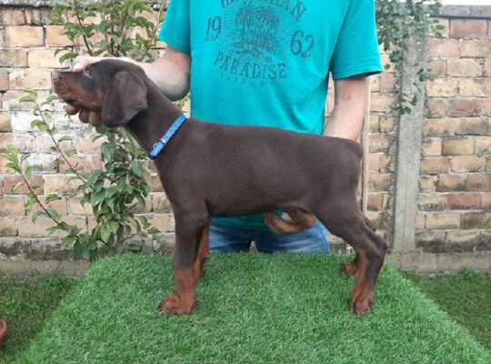 Doberman 