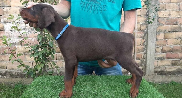 Doberman 