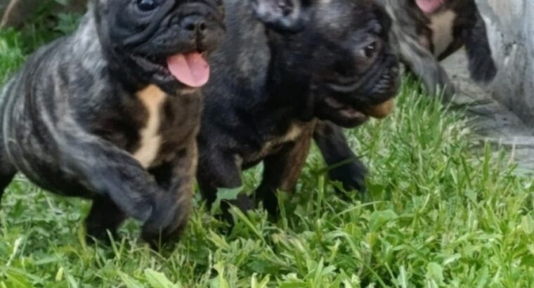 Francuski buldog 
