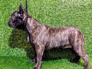 FRANCUSKI BULDOG – žensko štene