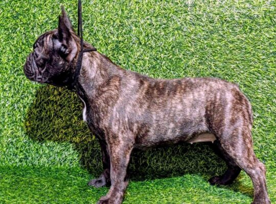 FRANCUSKI BULDOG – žensko štene