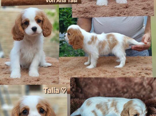 Vrhunski Cavalier King Charls Spaniel oba pola