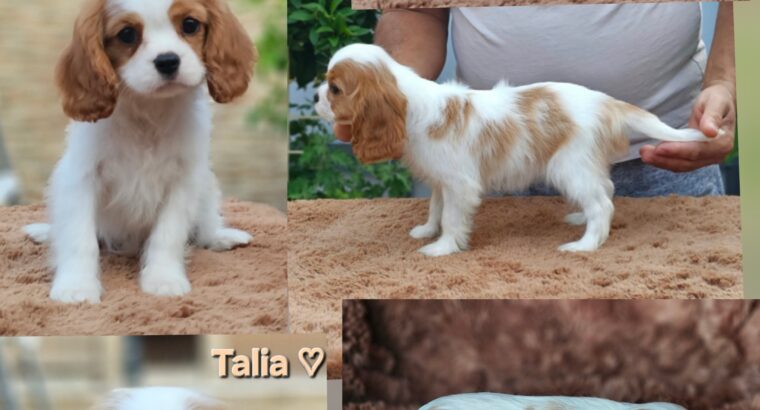 Vrhunski Cavalier King Charls Spaniel oba pola