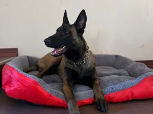 Leaaa Malinoa (Belgian Malinois)