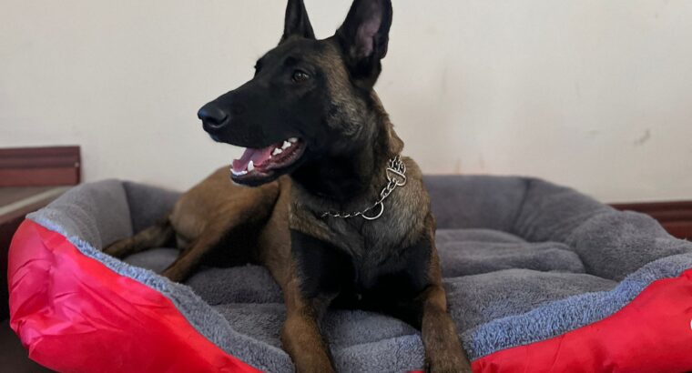 Leaaa Malinoa (Belgian Malinois)