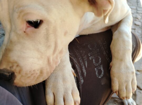 Dogo Argentino