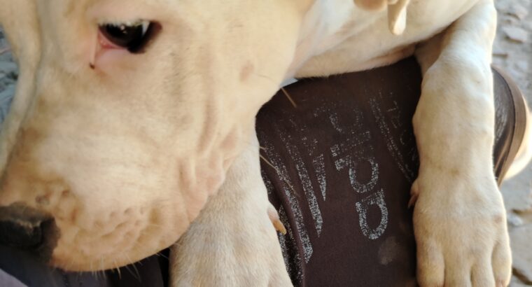 Dogo Argentino