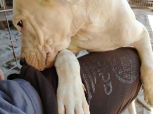 Dogo Argentino