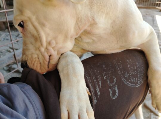 Dogo Argentino