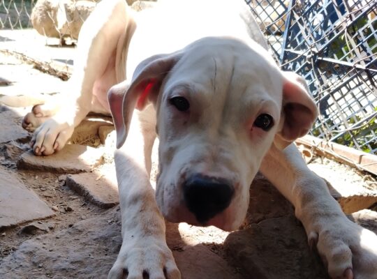 Dogo Argentino