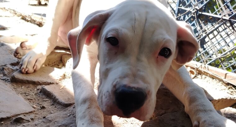 Dogo Argentino