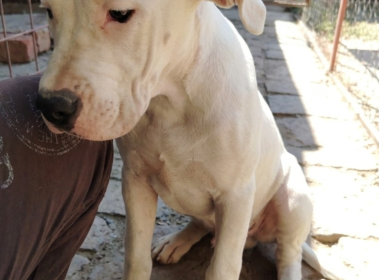 Dogo Argentino